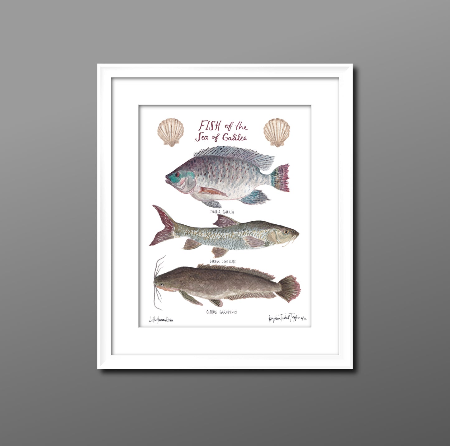 Fine art print of the Sea of Galilee: the Tilapia (aka. St. Peter’s fish), the Biny Carp, and the Catfish as well as scallop shells.