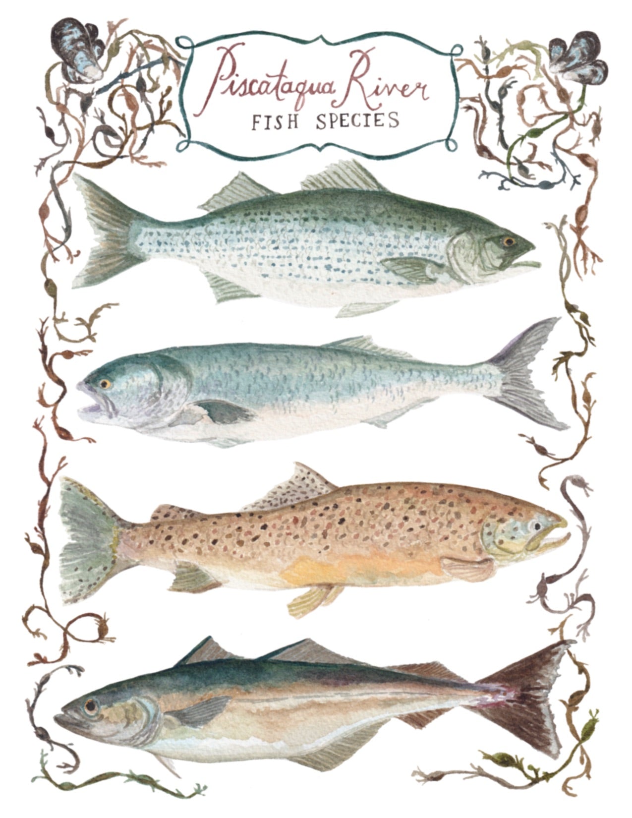 Fine art print with Piscataqua River fish including Striped Bass, Bluefish, Brown Trout & Polluck with hand painted seaweed and Atlantic mussels shells.