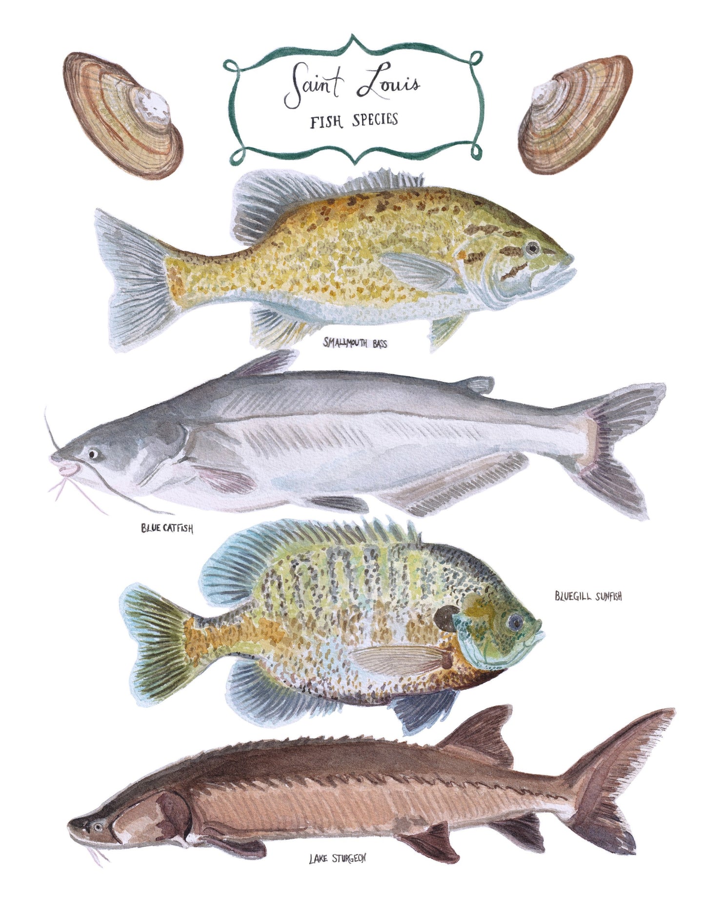 Fine art print of hand painted watercolor with St. Louis, MO native fish including the smallmouth bass, blue catfish, bluegill sunfish & ancient lake sturgeon