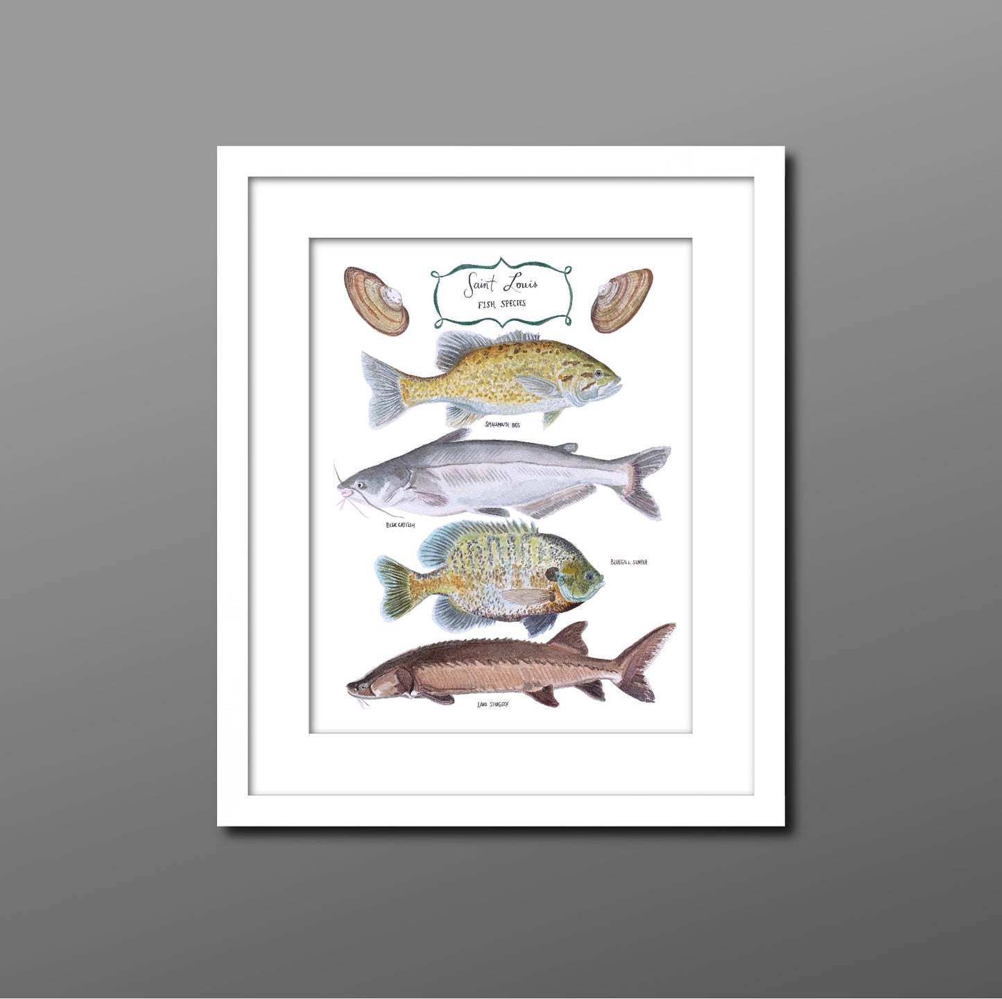 Fine art print of hand painted watercolor with St. Louis, MO native fish including the smallmouth bass, blue catfish, bluegill sunfish &amp; ancient lake sturgeon