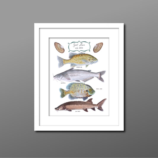 Fine art print of hand painted watercolor with St. Louis, MO native fish including the smallmouth bass, blue catfish, bluegill sunfish &amp; ancient lake sturgeon