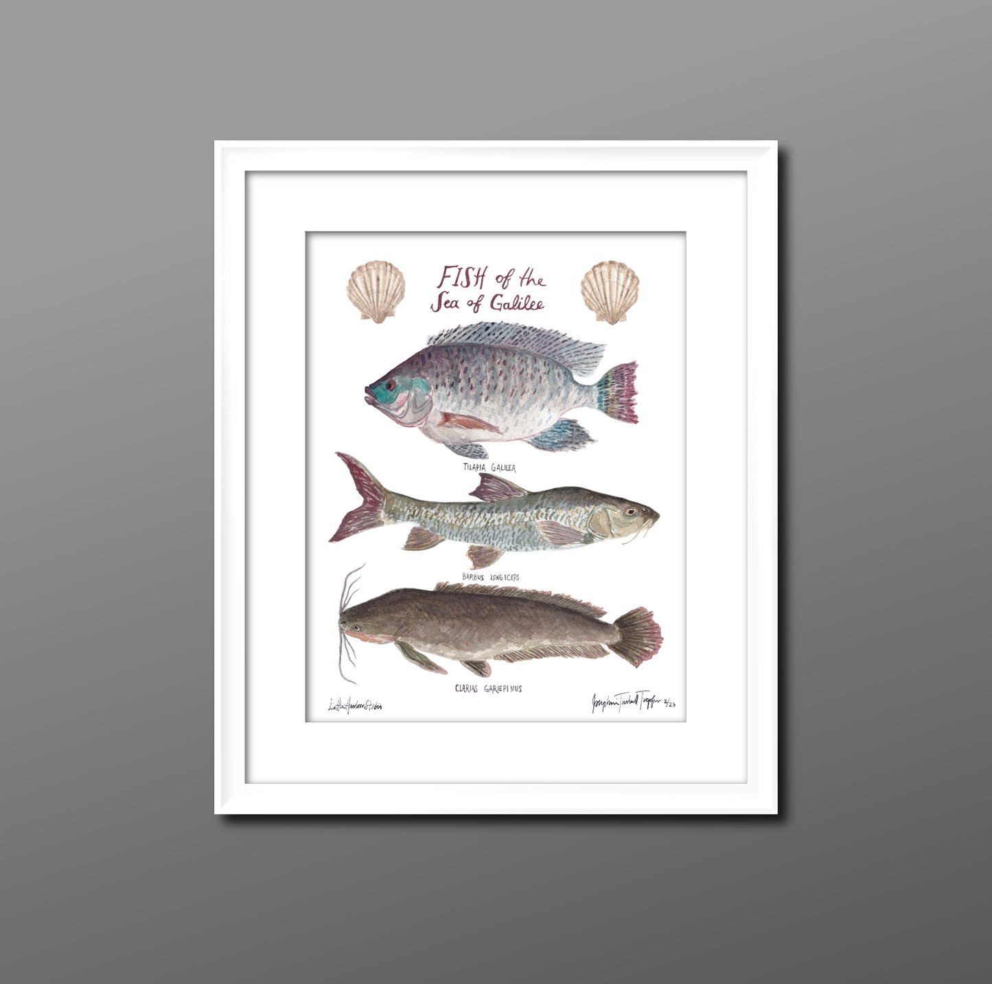 Fine art print of the Sea of Galilee: the Tilapia (aka. St. Peter’s fish), the Biny Carp, and the Catfish as well as scallop shells.