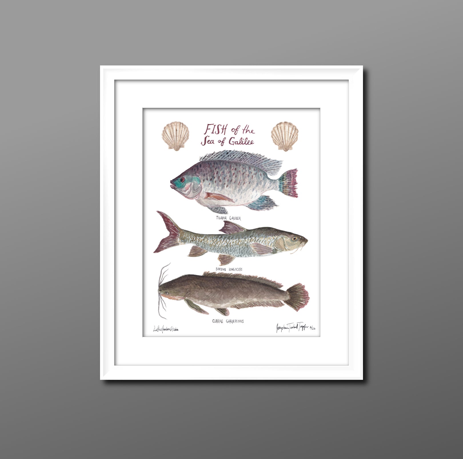 Fine art print of the Sea of Galilee: the Tilapia (aka. St. Peter’s fish), the Biny Carp, and the Catfish as well as scallop shells.