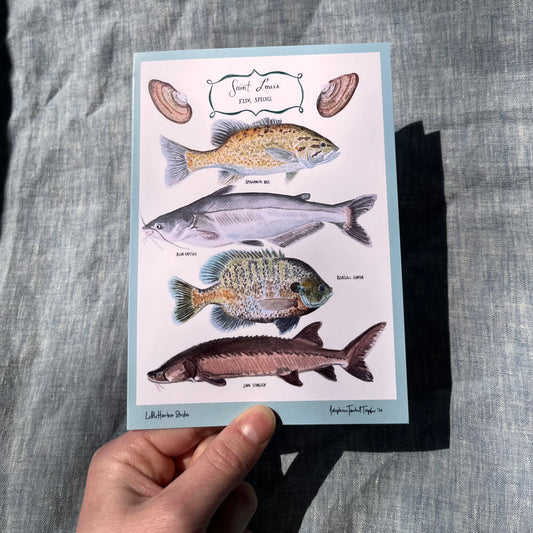 Greeting card hand painted watercolor with St. Louis, MO native fish including the smallmouth bass, blue catfish, bluegill sunfish &amp; ancient lake sturgeon