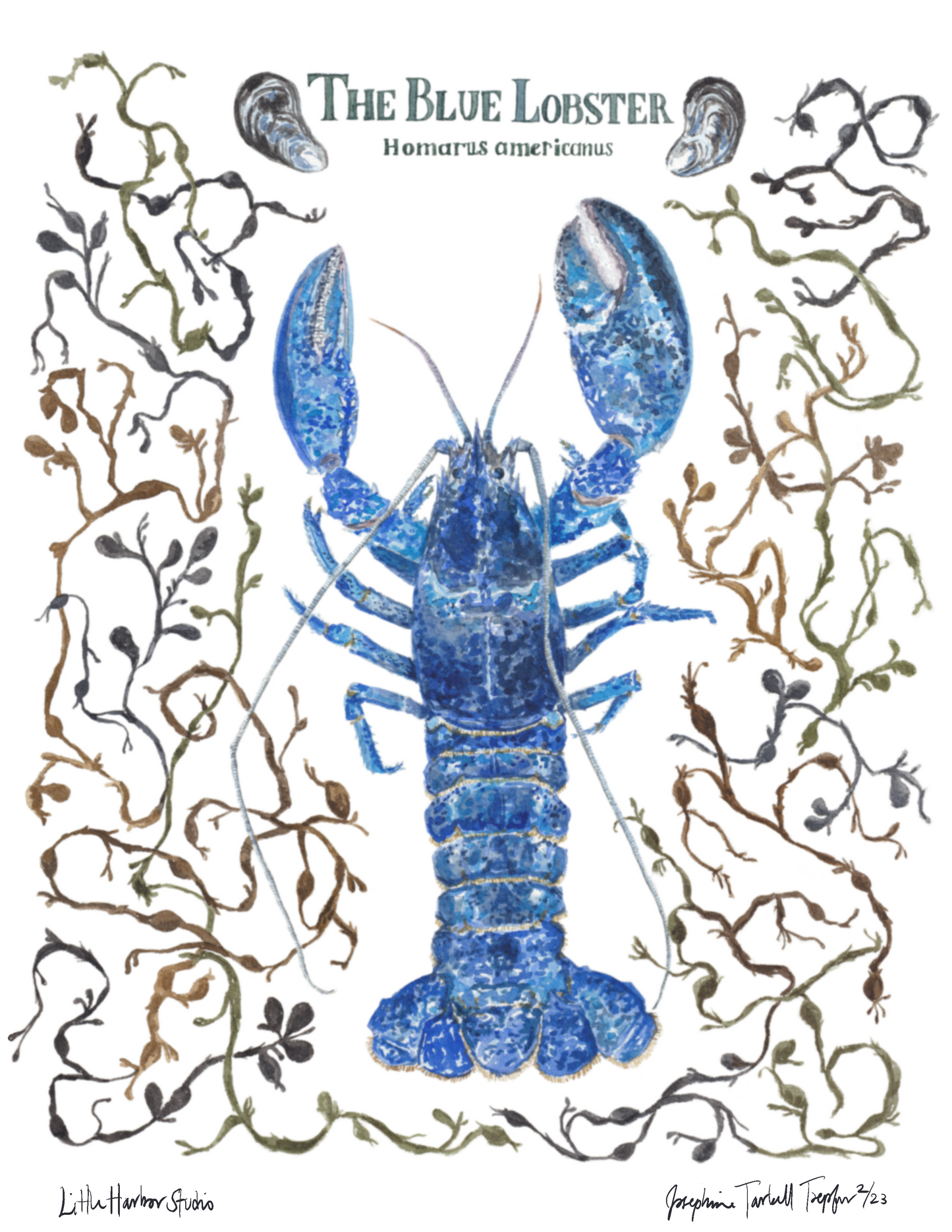 Blue lobster framed by Atlantic seaweeds and mussels hand painted on a cotton tea towel