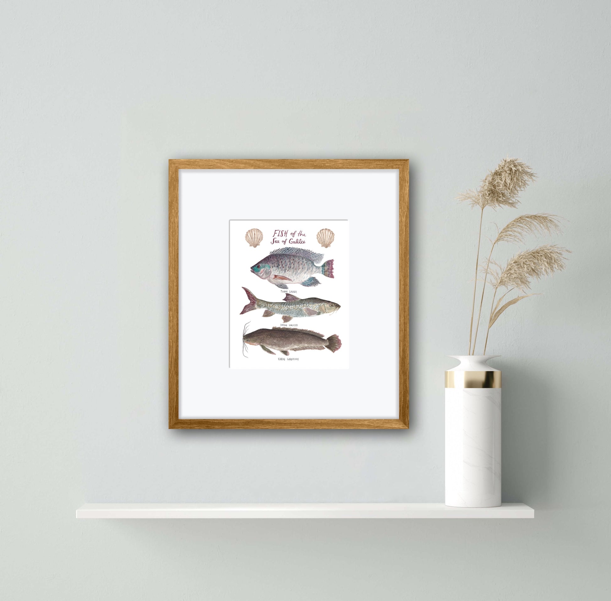 Fine art print of the Sea of Galilee: the Tilapia (aka. St. Peter’s fish), the Biny Carp, and the Catfish as well as scallop shells.