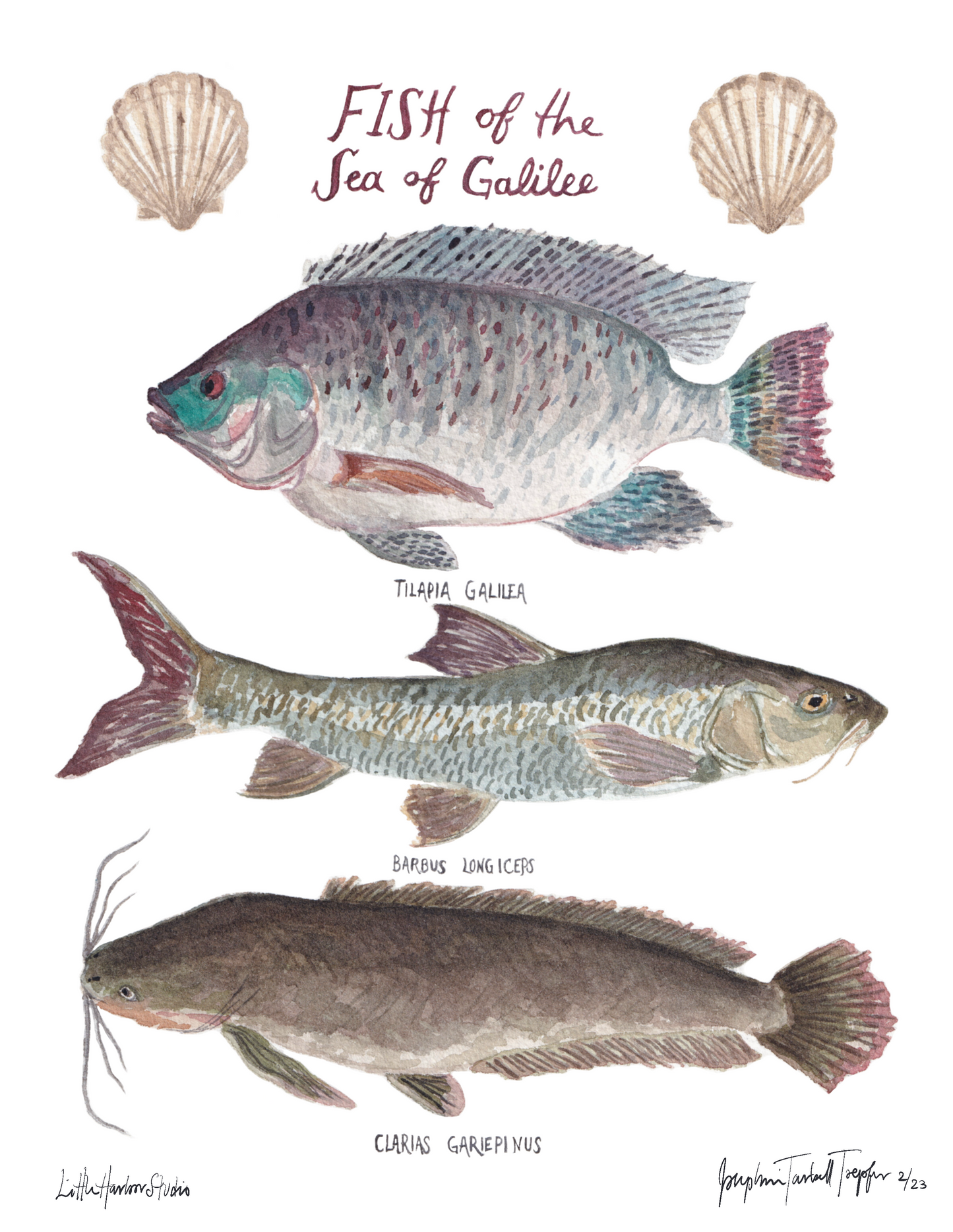 Fine art print of the Sea of Galilee: the Tilapia (aka. St. Peter’s fish), the Biny Carp, and the Catfish as well as scallop shells.