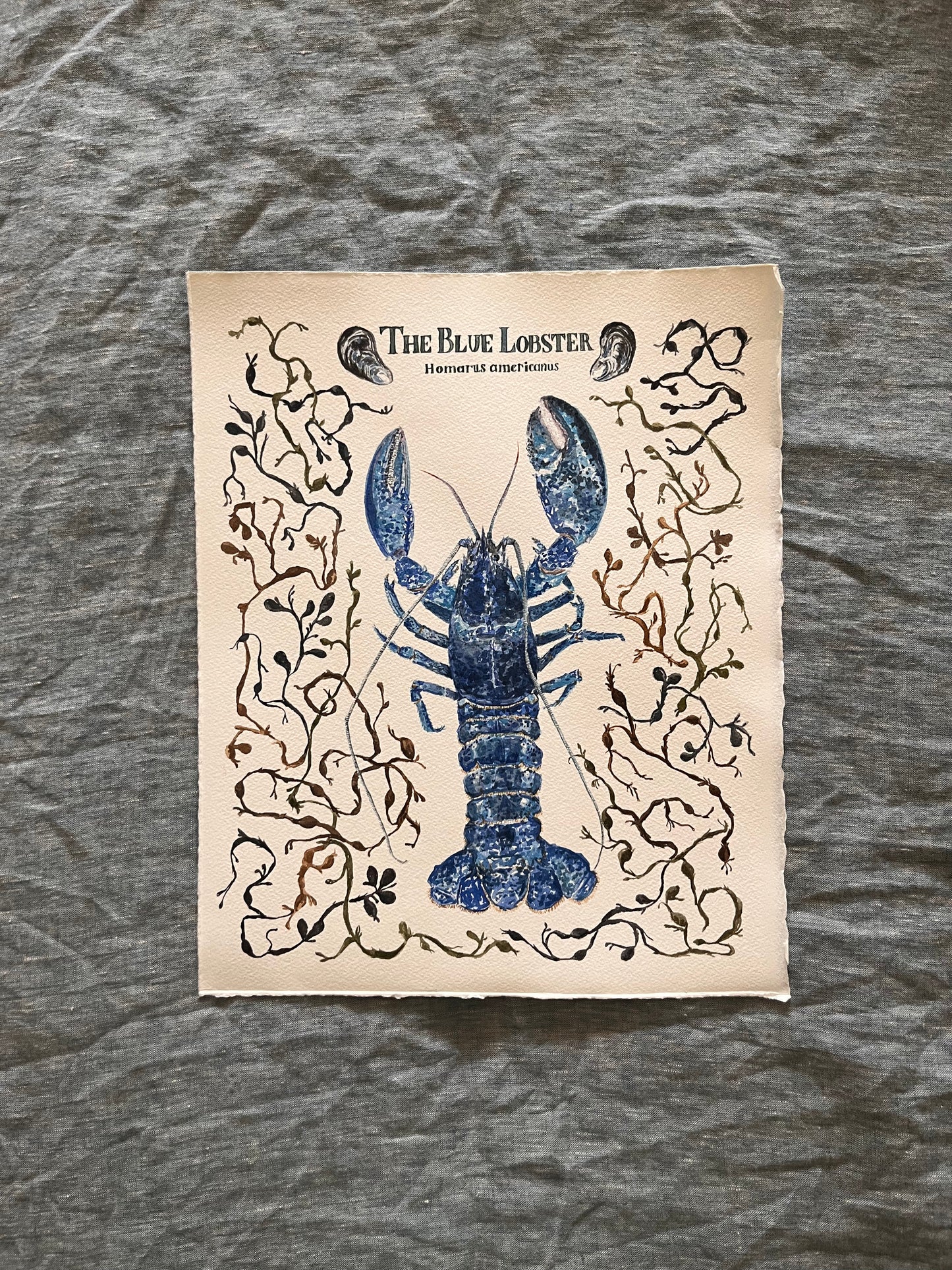 Original Fine art Blue Lobster surrounded by seaweed and clams.